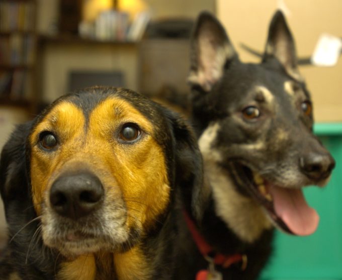 Untrainable dog? Maybe you're using the wrong method! Check out what I learned from PawCulture that helped me train my Pharaoh Hound!