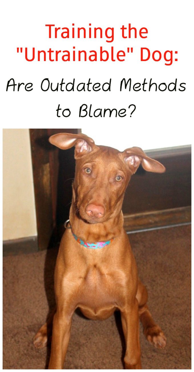 Untrainable dog? Maybe you're using the wrong method! Check out what I learned from PawCulture that helped me train my Pharaoh Hound!