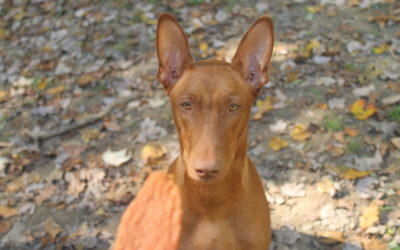 Want to know everything about the Pharaoh Hound dog breed from someone who actually has one? I've got you covered! Read on to learn the real facts about this outstanding ancient breed!