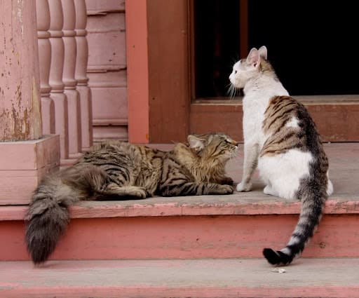 3 Tips for Successfully Coparenting a Pet With Your Spouse