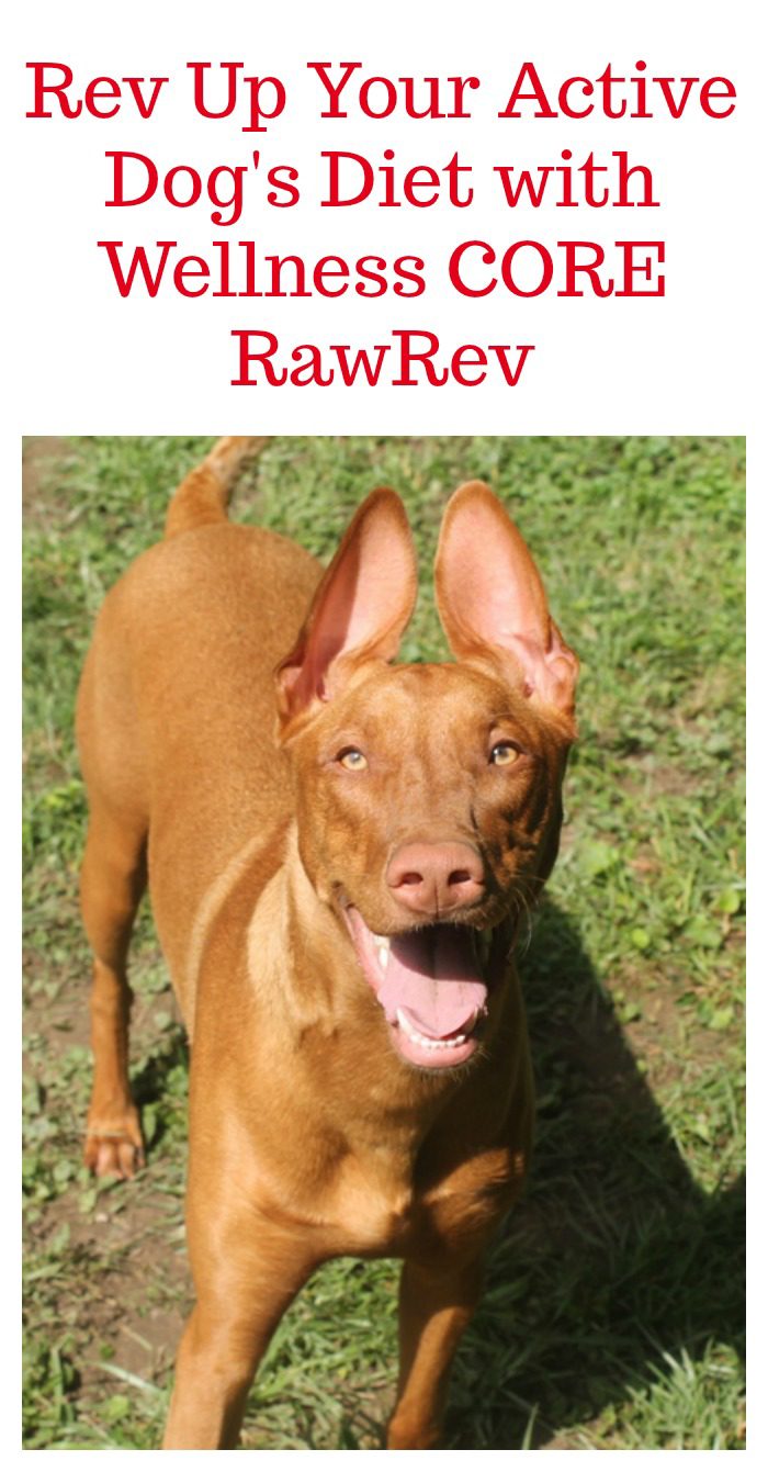 Rev Up Your Active Dog's Diet with Wellness CORE RawRev #RawRevolution