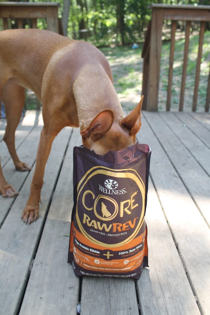 Rev Up Your Active Dog's Diet with Wellness CORE RawRev #RawRevolution