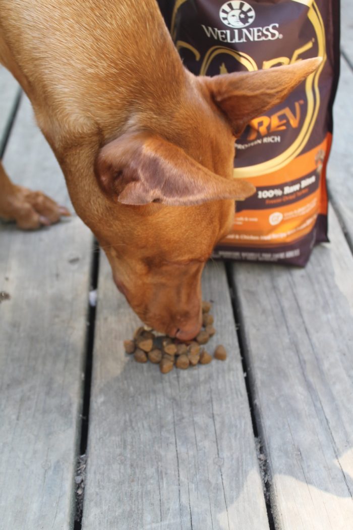Rev Up Your Active Dog's Diet with Wellness CORE RawRev #RawRevolution