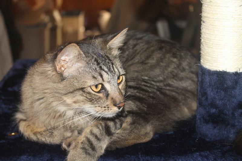 How Does WikiBuy Save You Money?