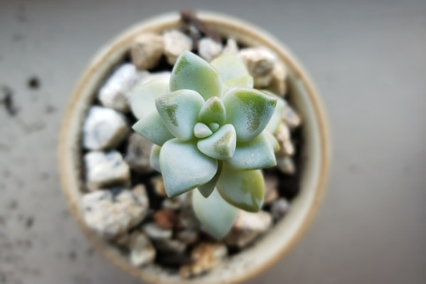 adopt a plant
