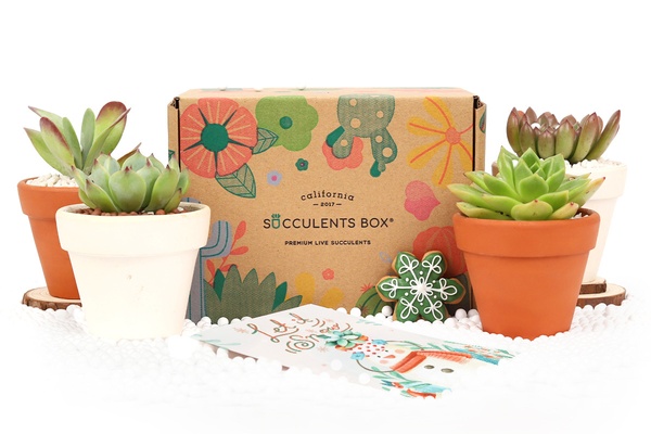 Succulents Box - Monthly Subscription Box