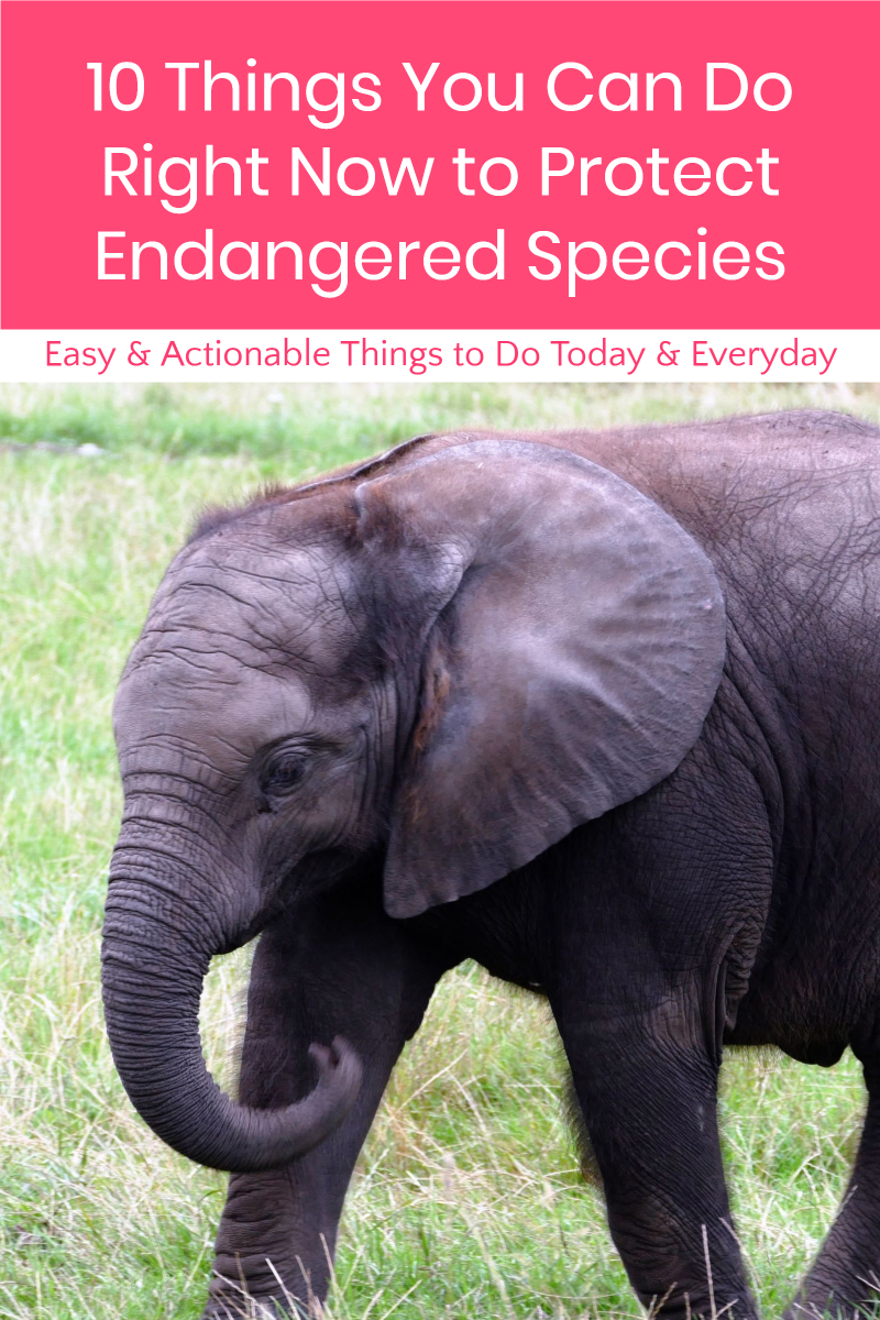 With the Endangered Species Act ( ESA) getting butchered more and more by the minute, it's entirely up to us to find new ways to protect our Earthly co-inhabitants. Read on for ten things you can do right now!