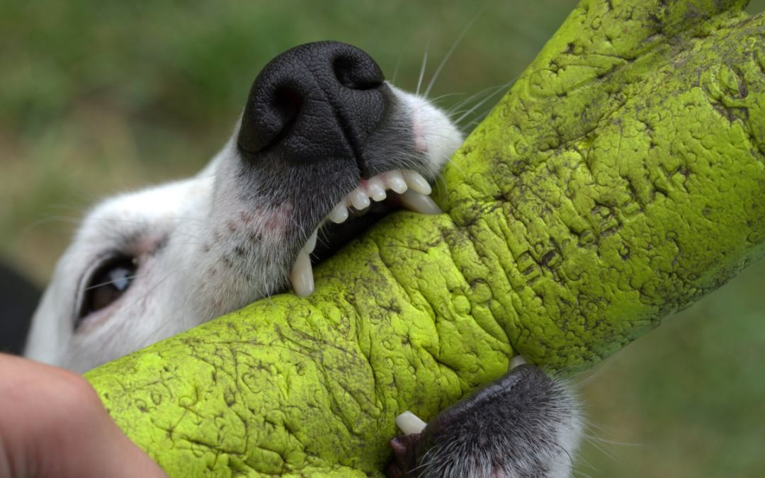 4 Benefits of Hiring a Dog Bite Attorney For Your Injury Claim 