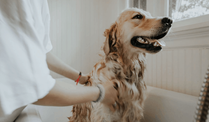 Tips for Keeping Your Dog Safe This Summer