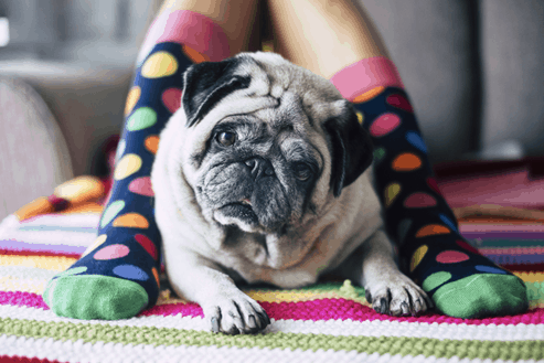 Fun for Pups: How to Make 6 Different Dog Toys Out of Socks