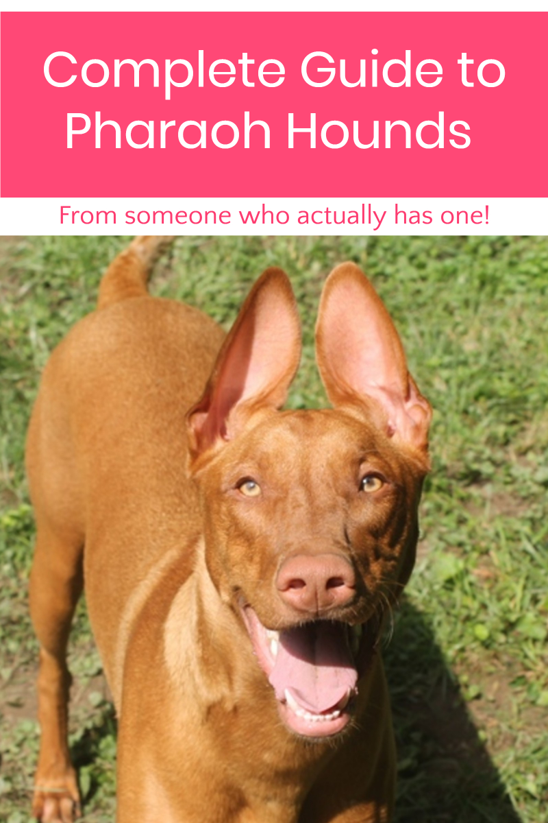 Complete Guide to the Pharaoh Hound Dog Breed (by Someone Who Actually Has One!) 1 Want to know everything about the Pharaoh Hound dog breed from someone who actually has one? I've got you covered! Read on to learn the real facts about this outstanding ancient breed!