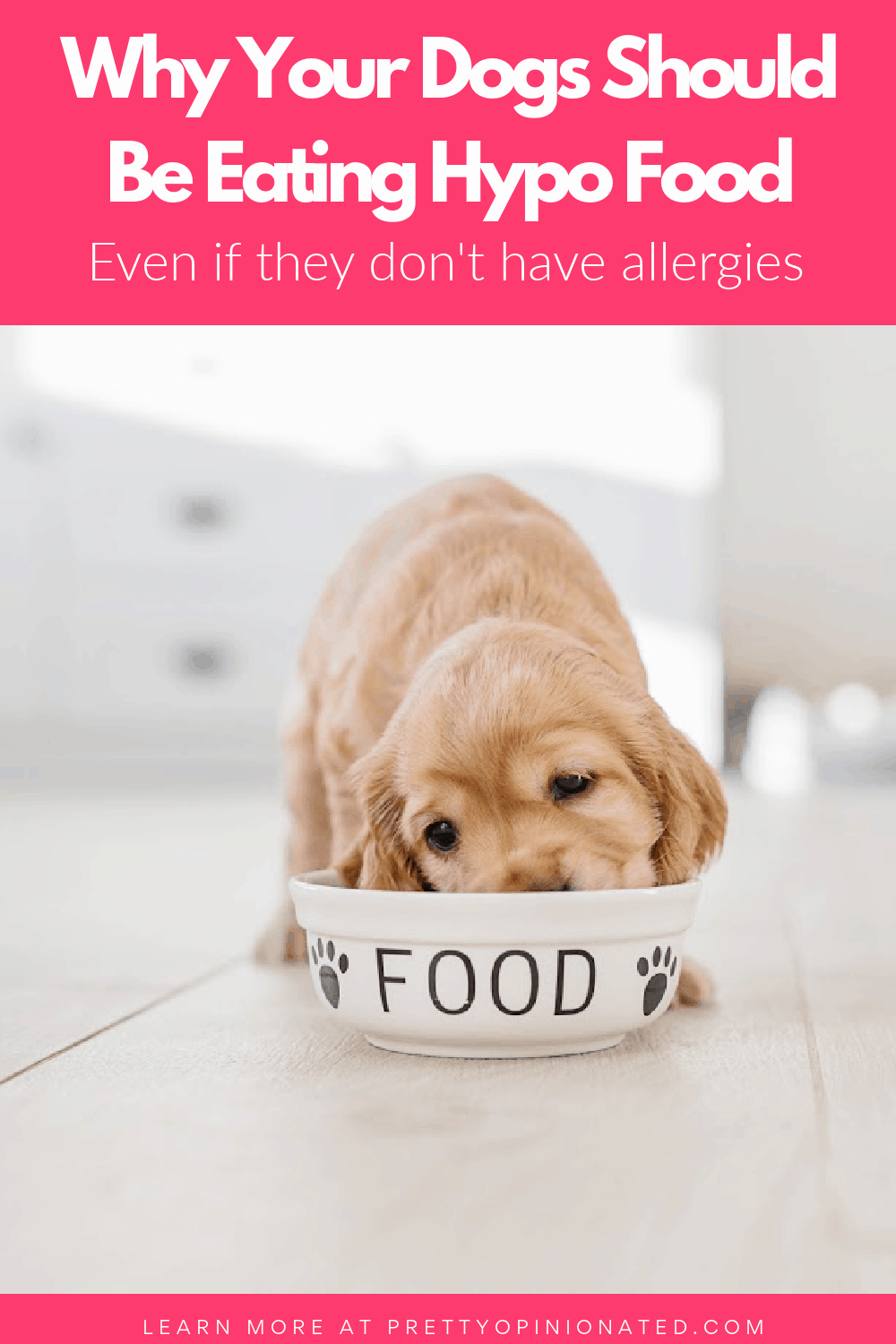 puppy eating out of a dog food bowl