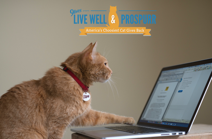 Help Morris the Cat Give Back to Hungry Kitties!