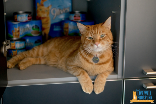 Help Morris the Cat Give Back to Hungry Kitties!