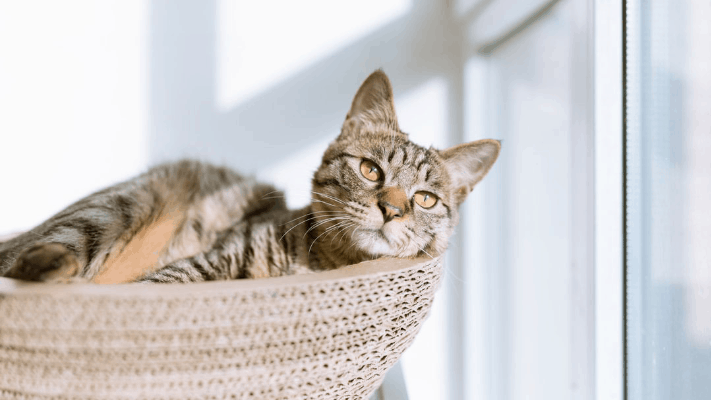 Tips to Help You Protect Your Furry Friends from Poor Air Quality