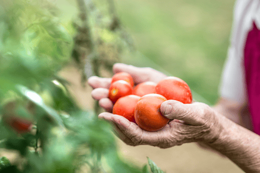 How the Organic Food Revolution is Impacting Gardening